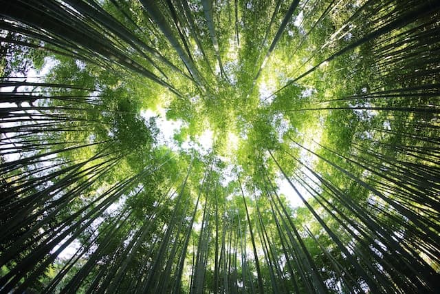 Ventajas y desventajas de la logística verde en las empresas
